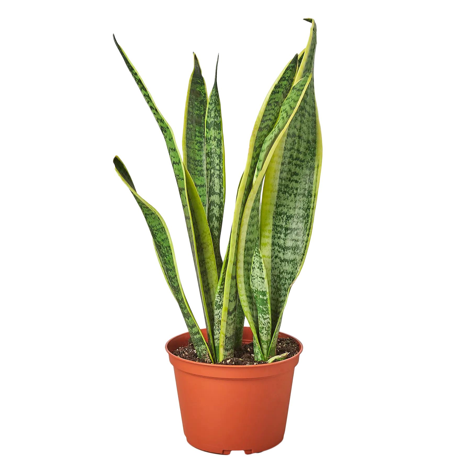 Snake Plant &