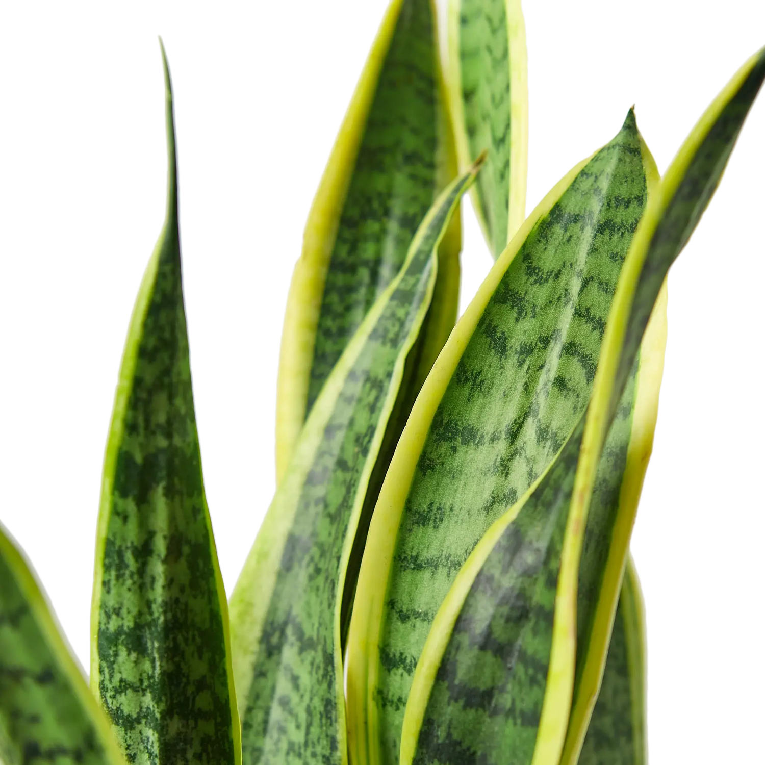 Snake Plant &