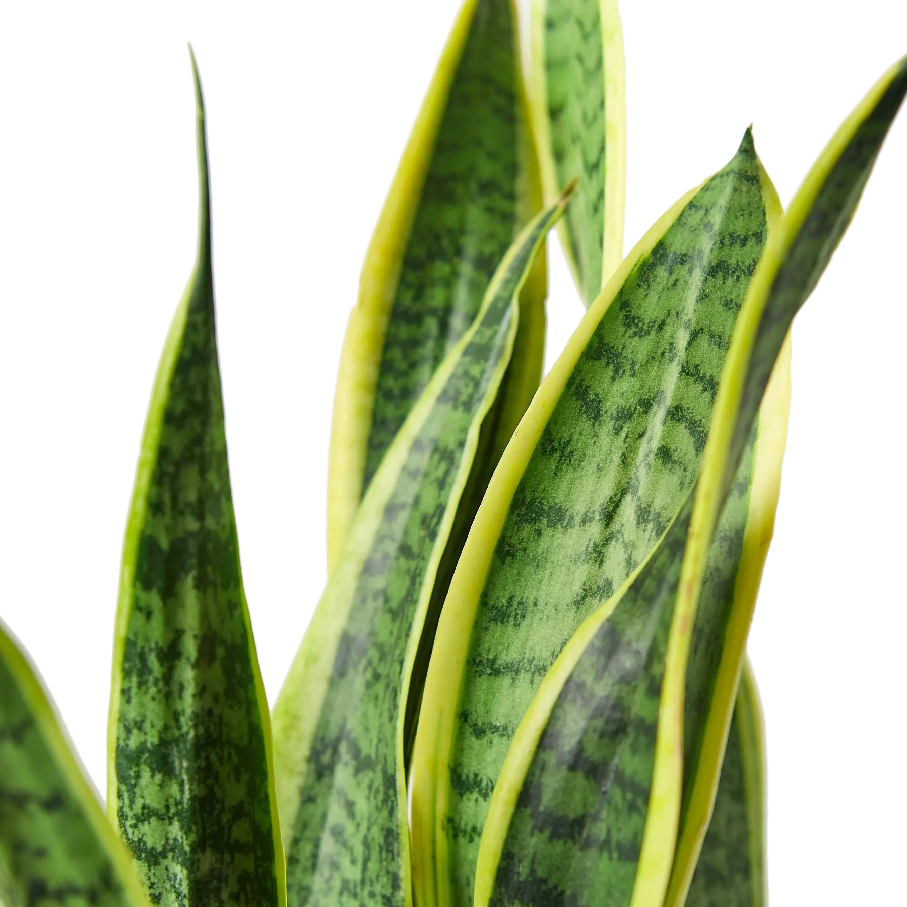 Snake Plant &