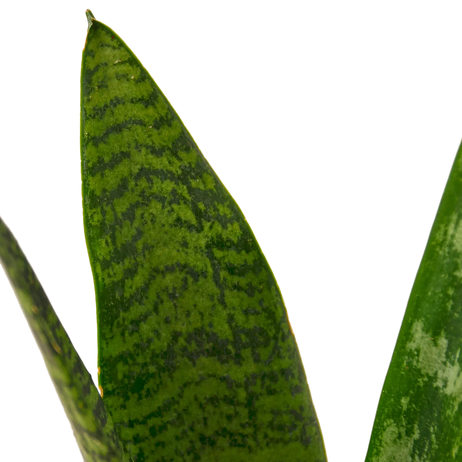 Snake Plant &