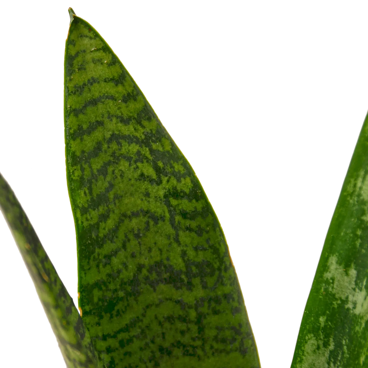 Snake Plant &