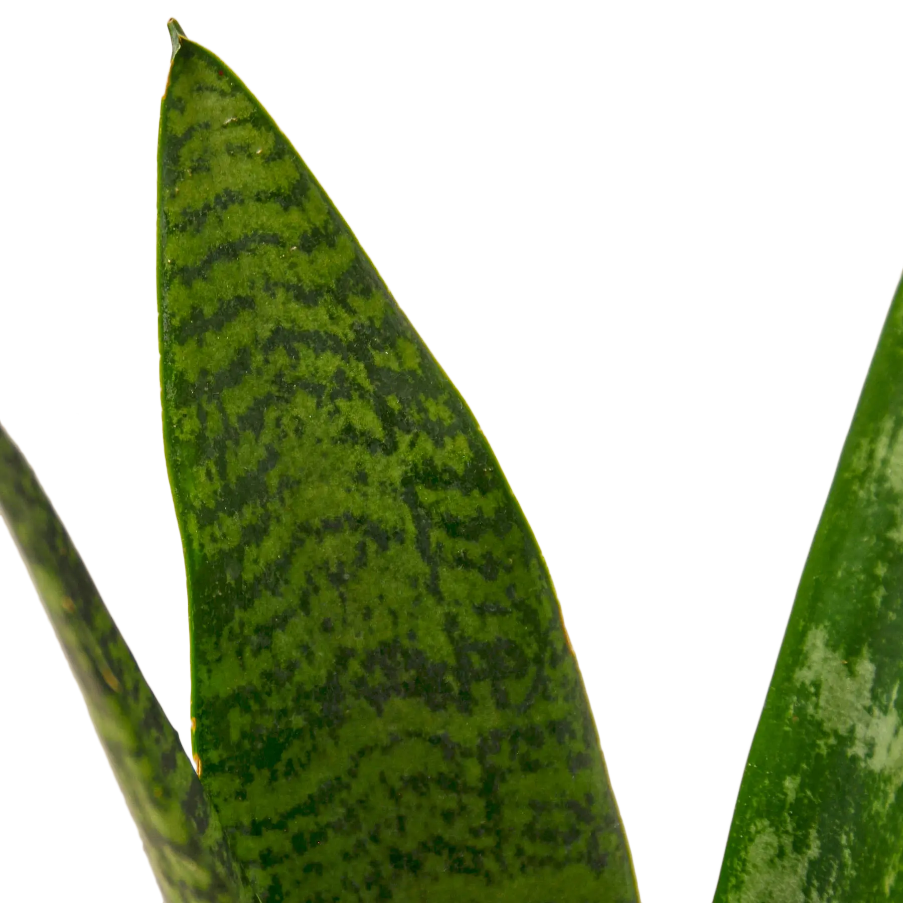 Snake Plant &