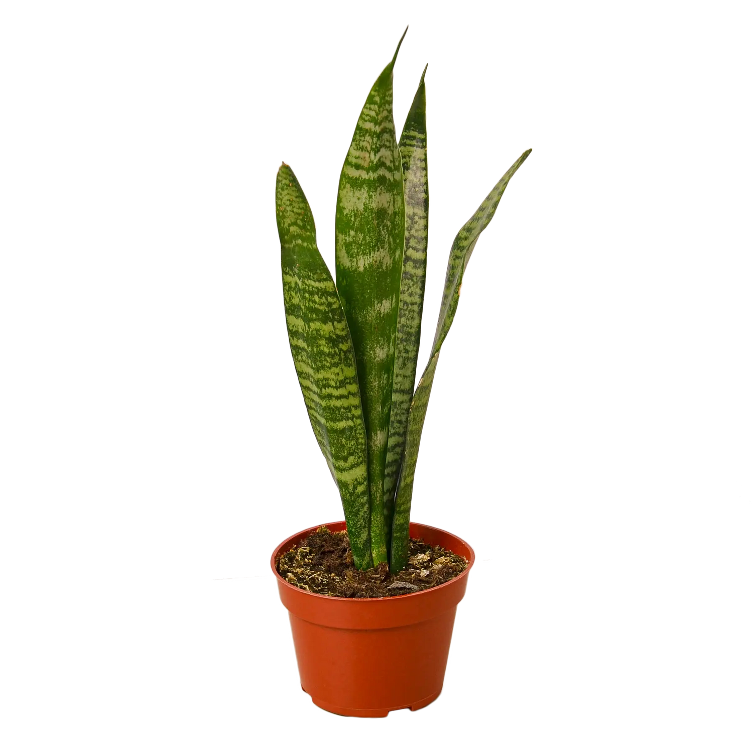 Snake Plant &