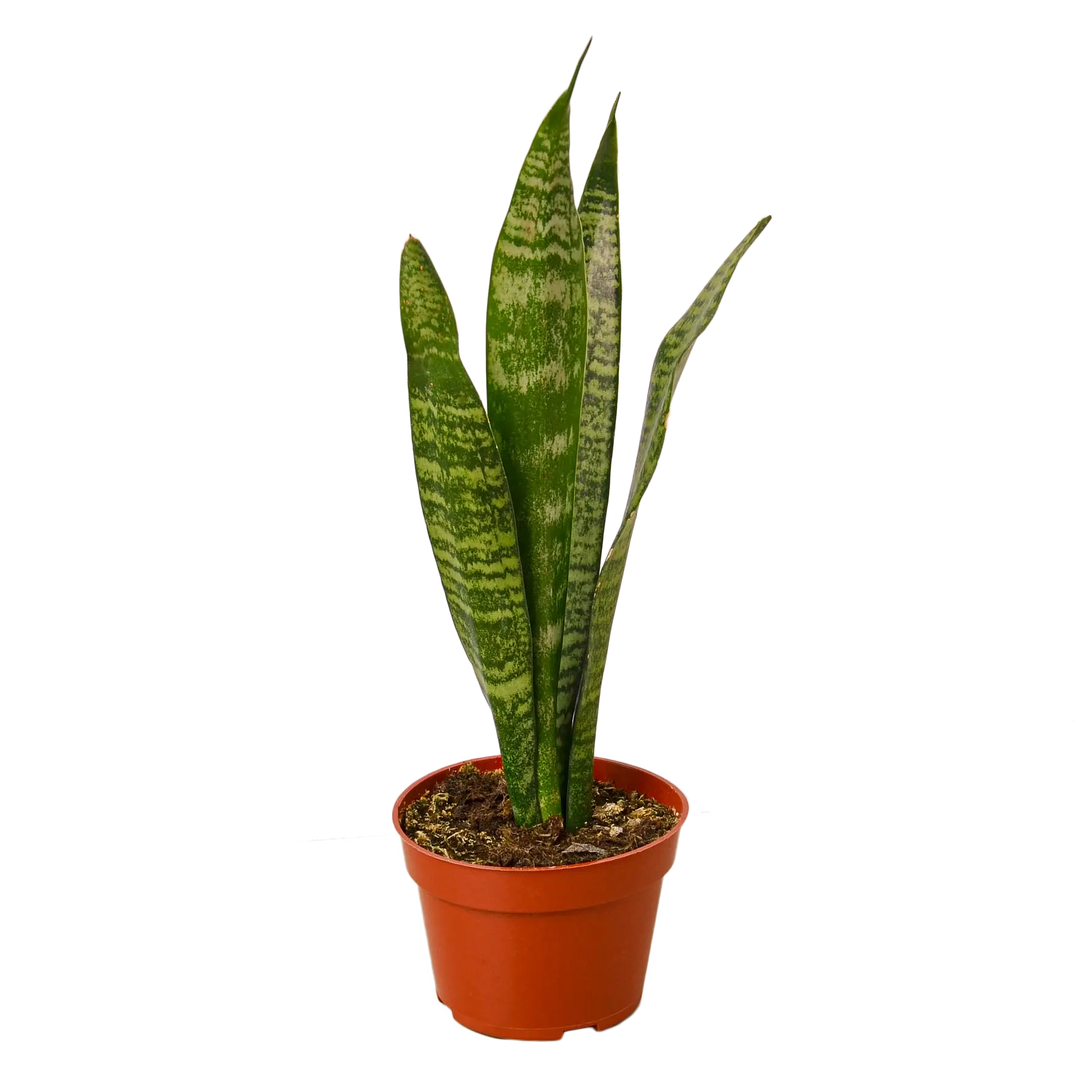 Snake Plant &
