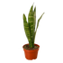 Snake Plant &