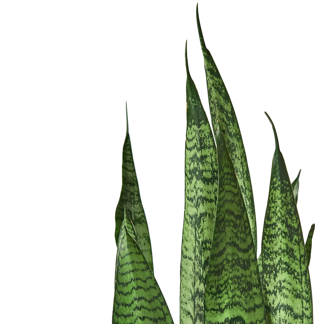 Snake Plant &