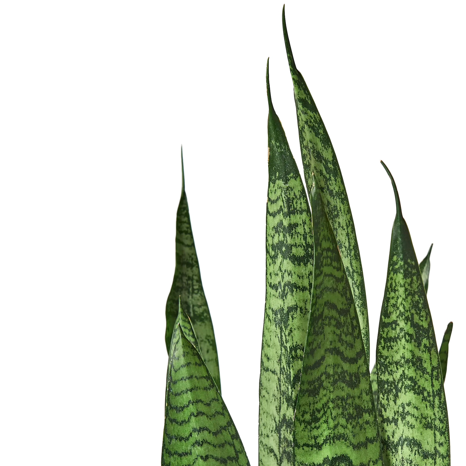 Snake Plant &