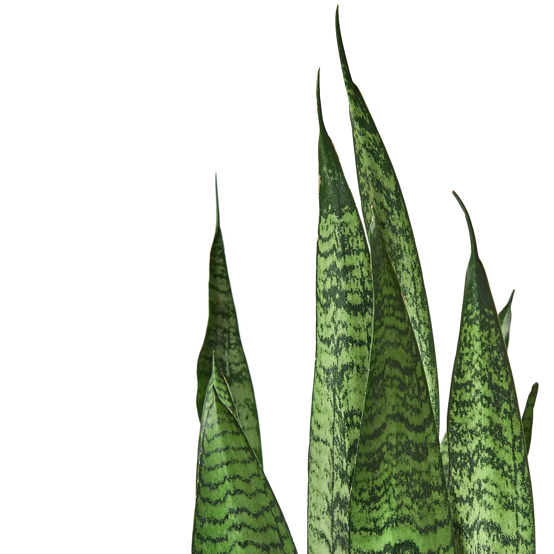 Snake Plant &