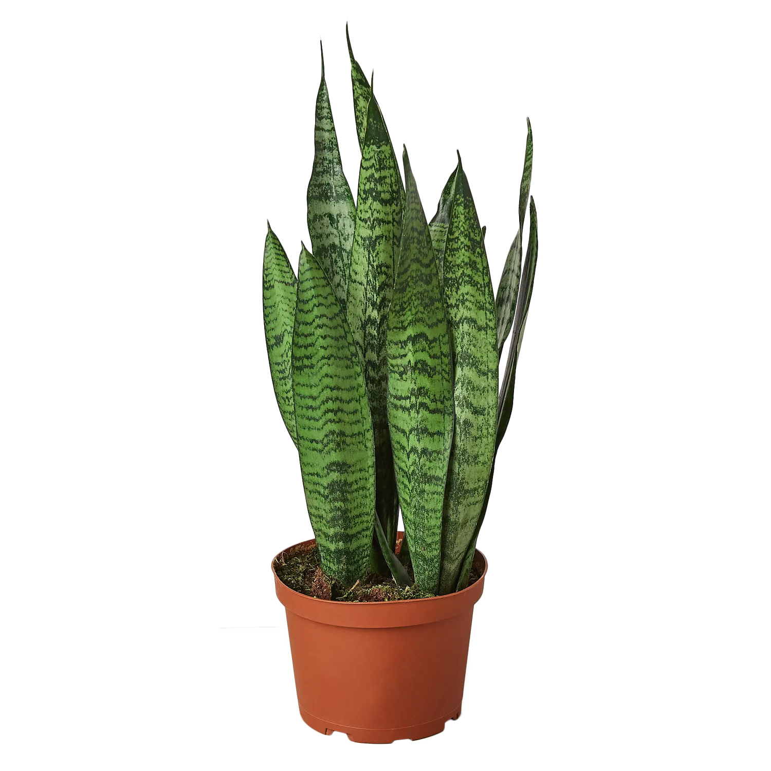 Snake Plant &