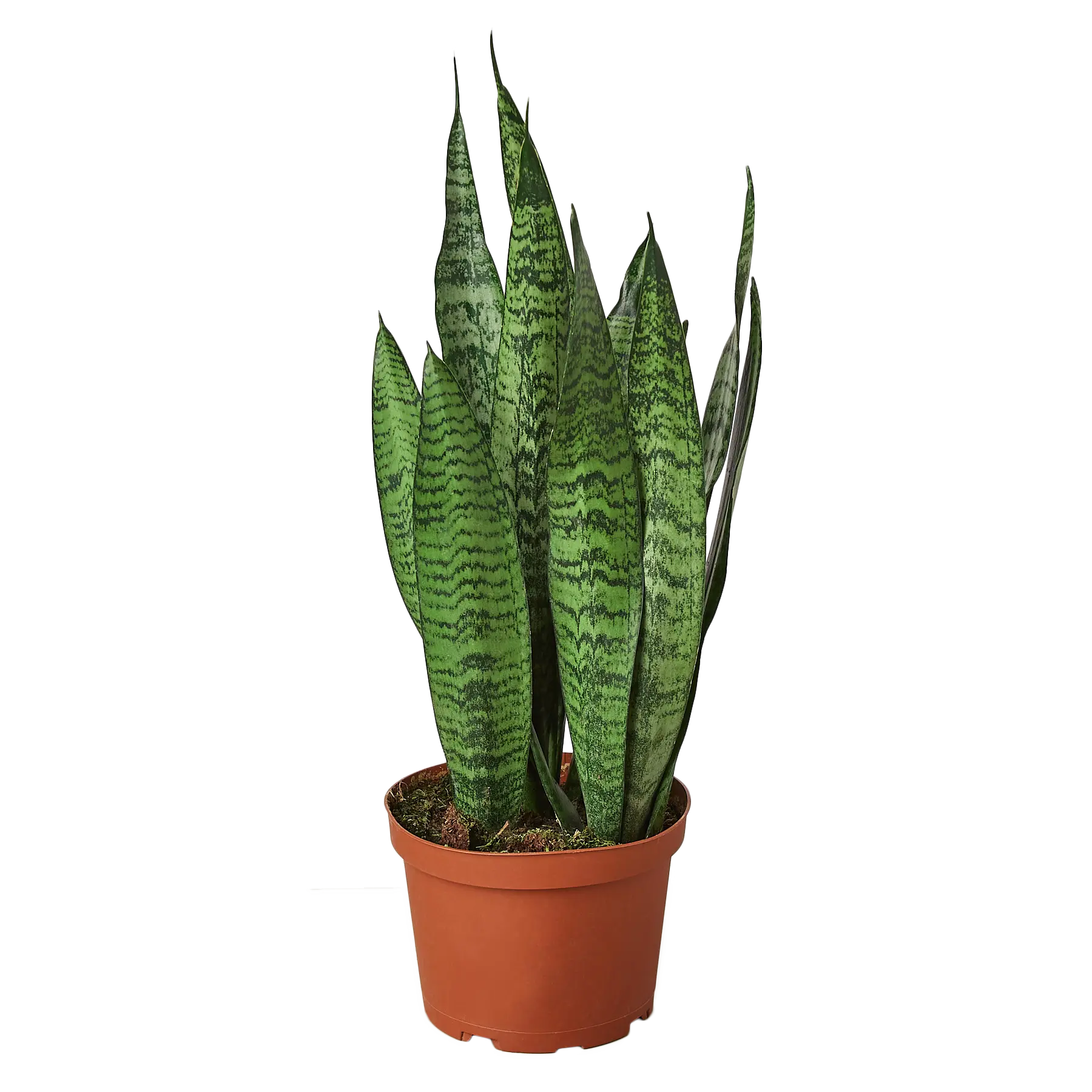 Snake Plant &