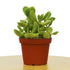 Succulent &