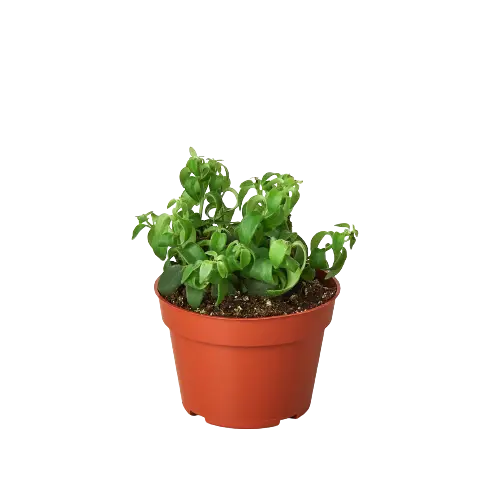 Succulent Subscription Box - Hive Plants -