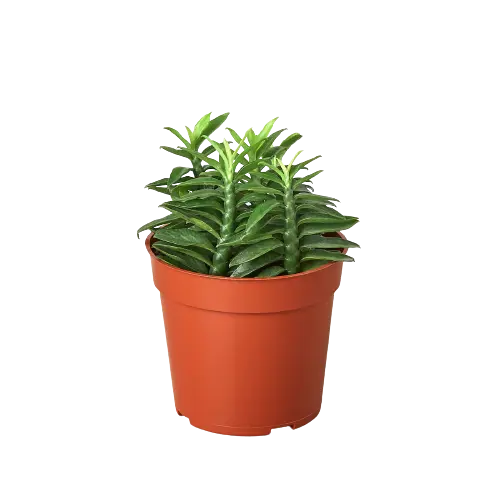 Succulent Subscription Box - Hive Plants -