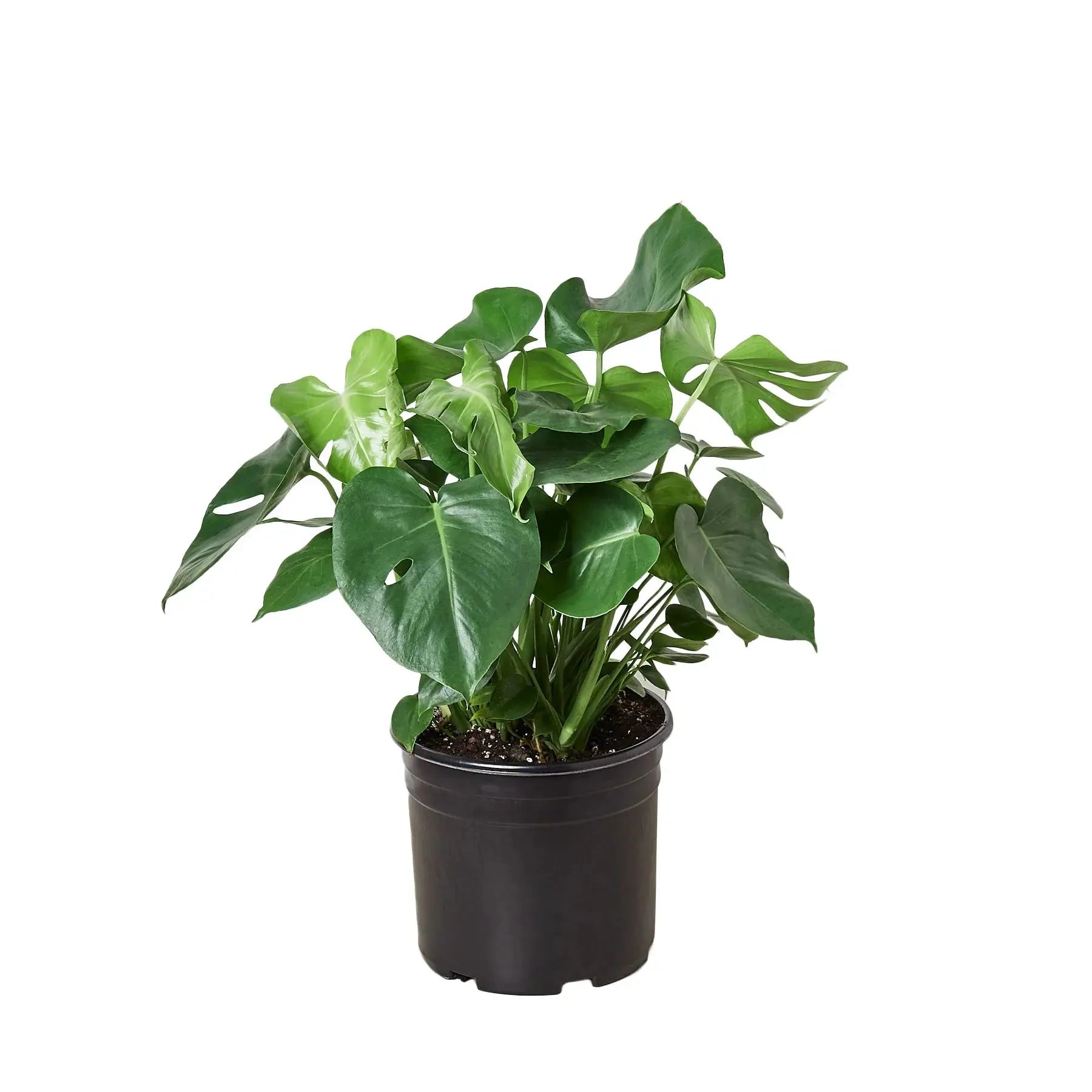 Philodendron ‘Monstera Deliciosa&