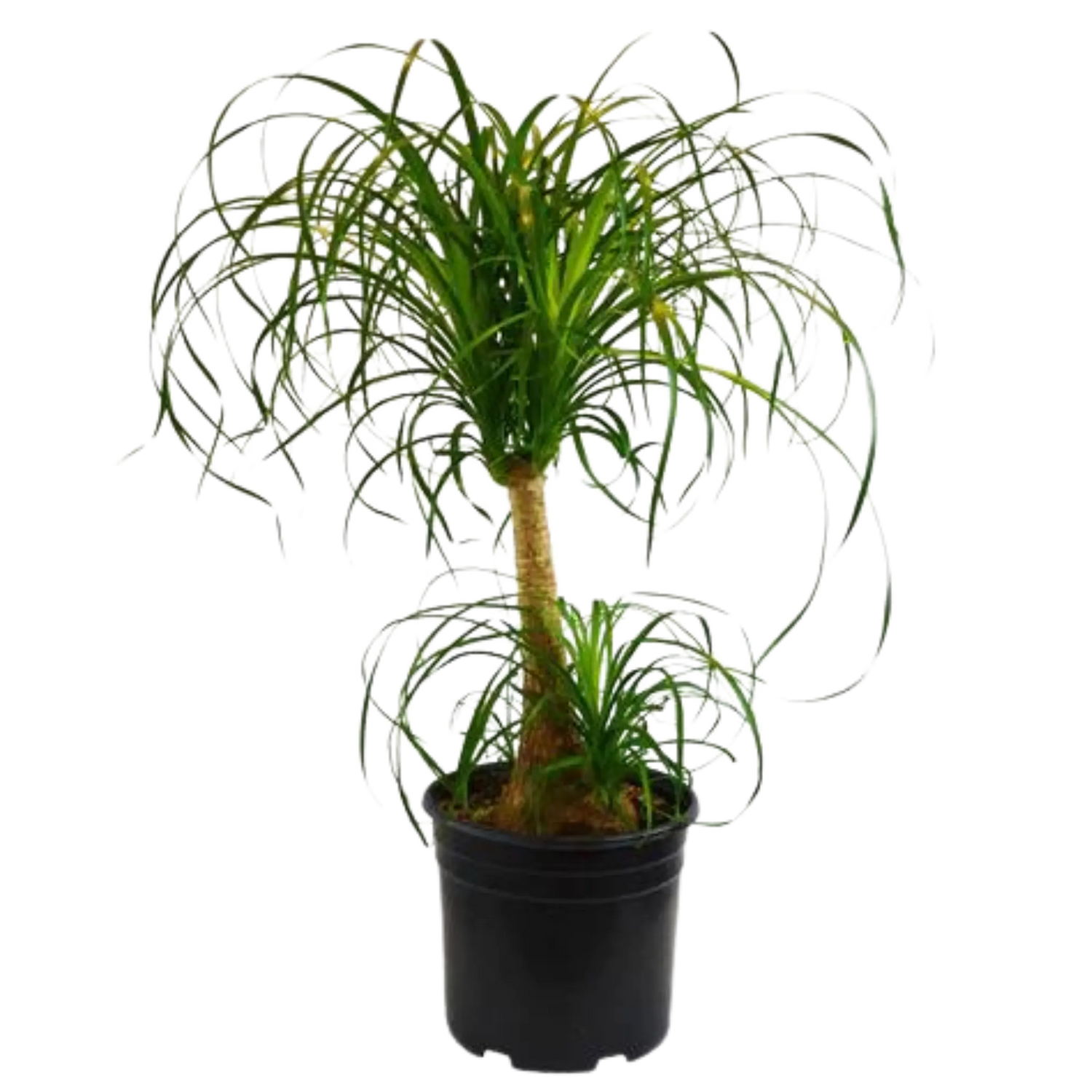 Ponytail Palm - Hive Plants - Indoor & Outdoor Plants