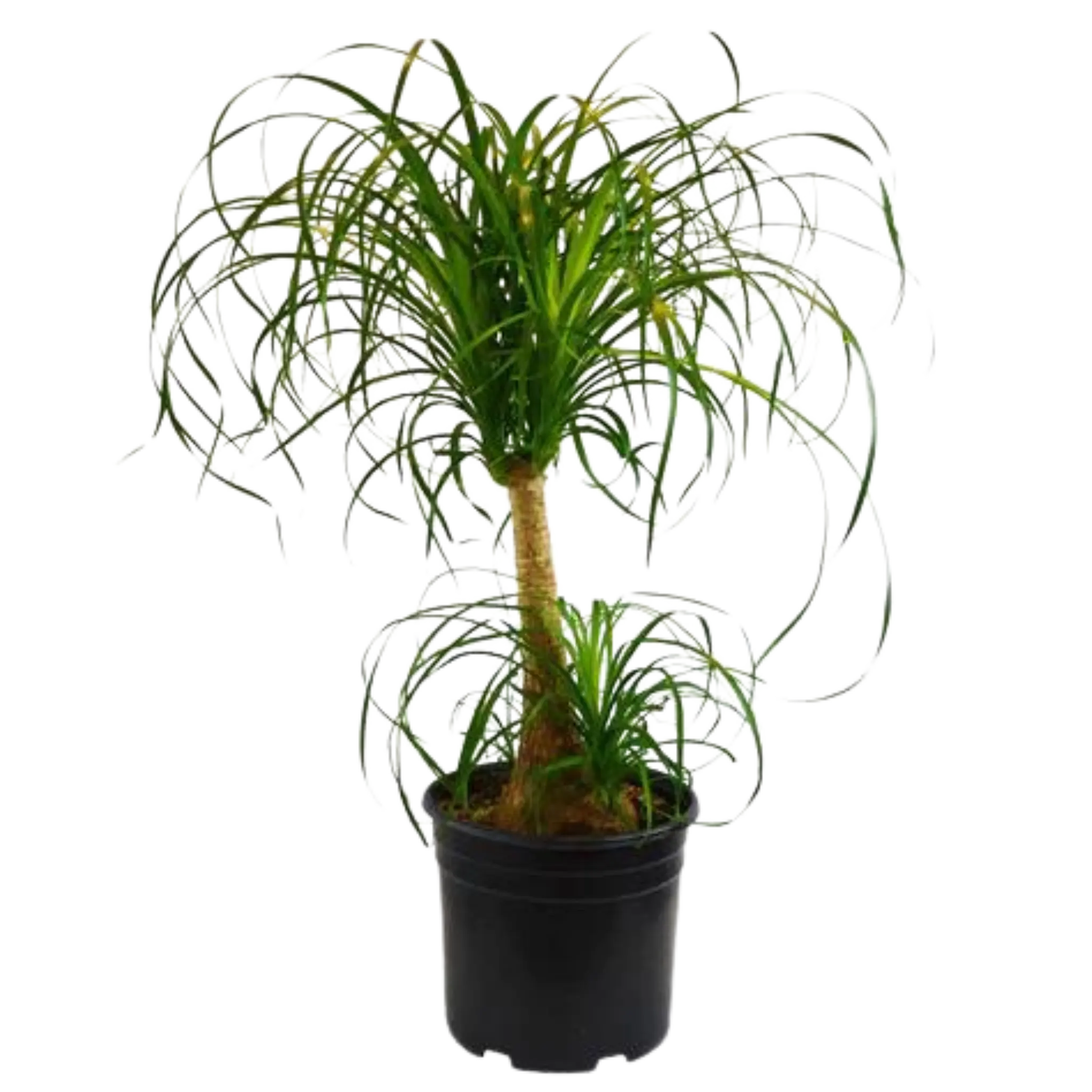 Ponytail Palm - Hive Plants - Indoor & Outdoor Plants
