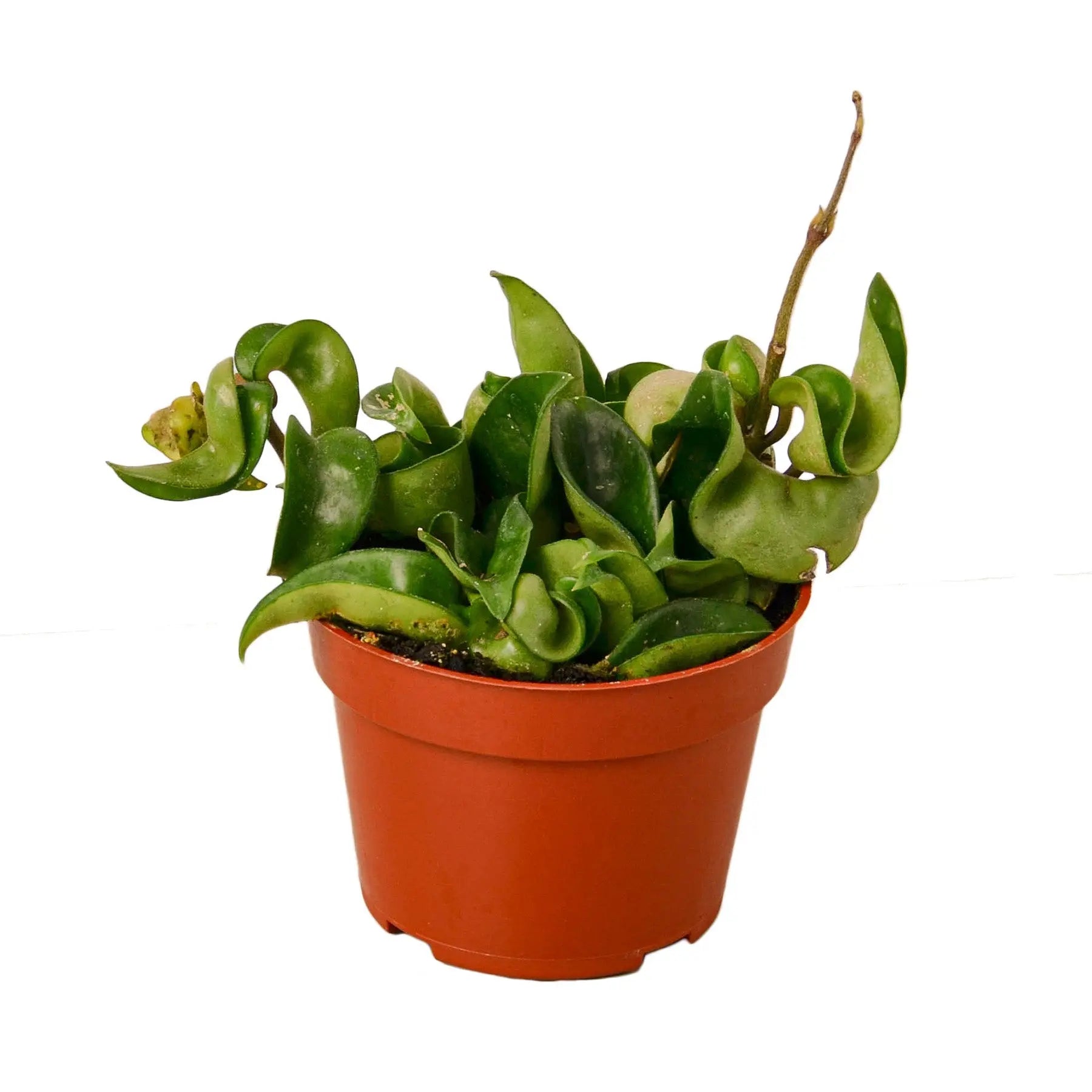 Hoya "Rope Plant" - Hive Plants -