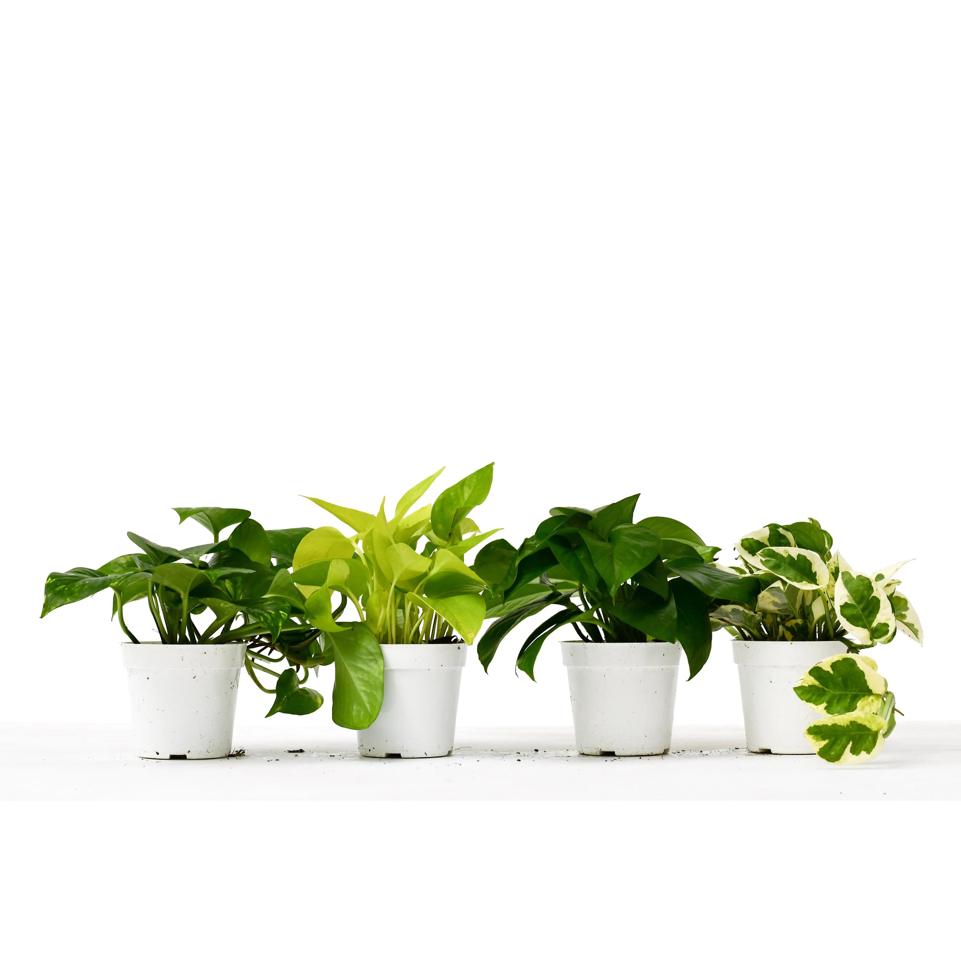 Pothos 4 Pack - Hive Plants -