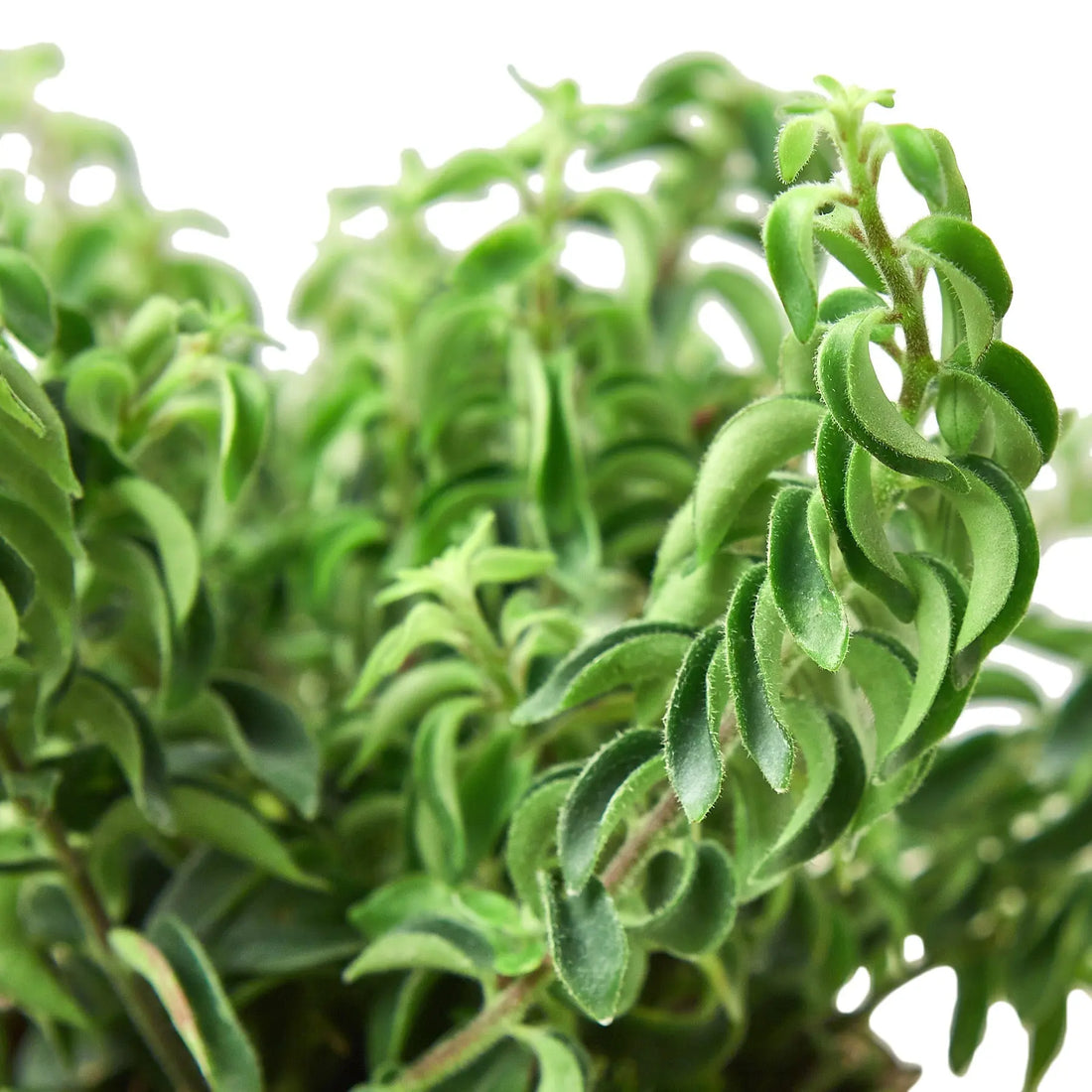 Curly Lipstick Plant - Hive Plants -