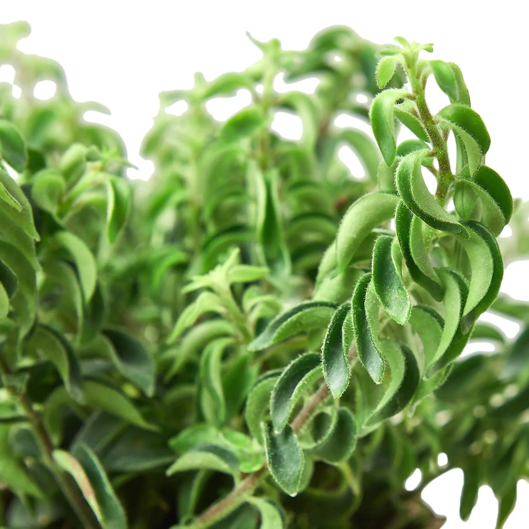 Curly Lipstick Plant - Hive Plants -