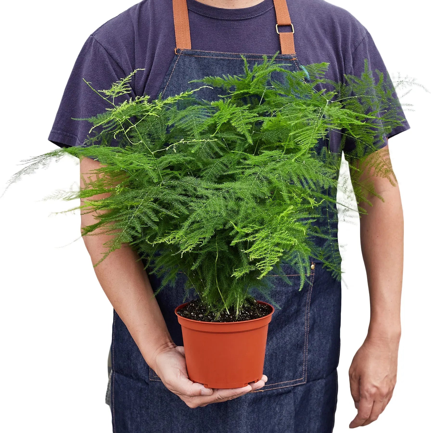 Fern &