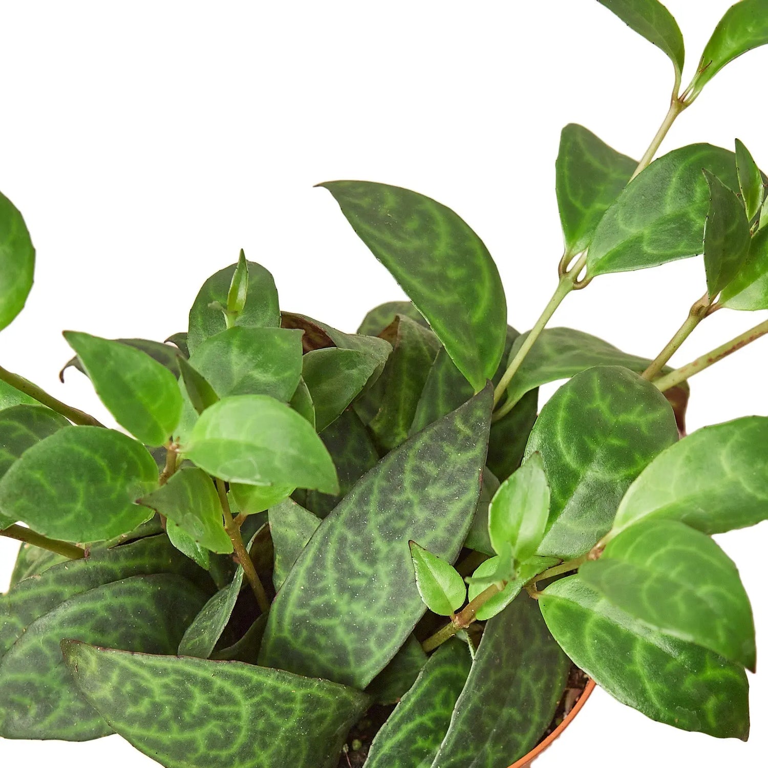 Lipstick Black Pagoda - Hive Plants -