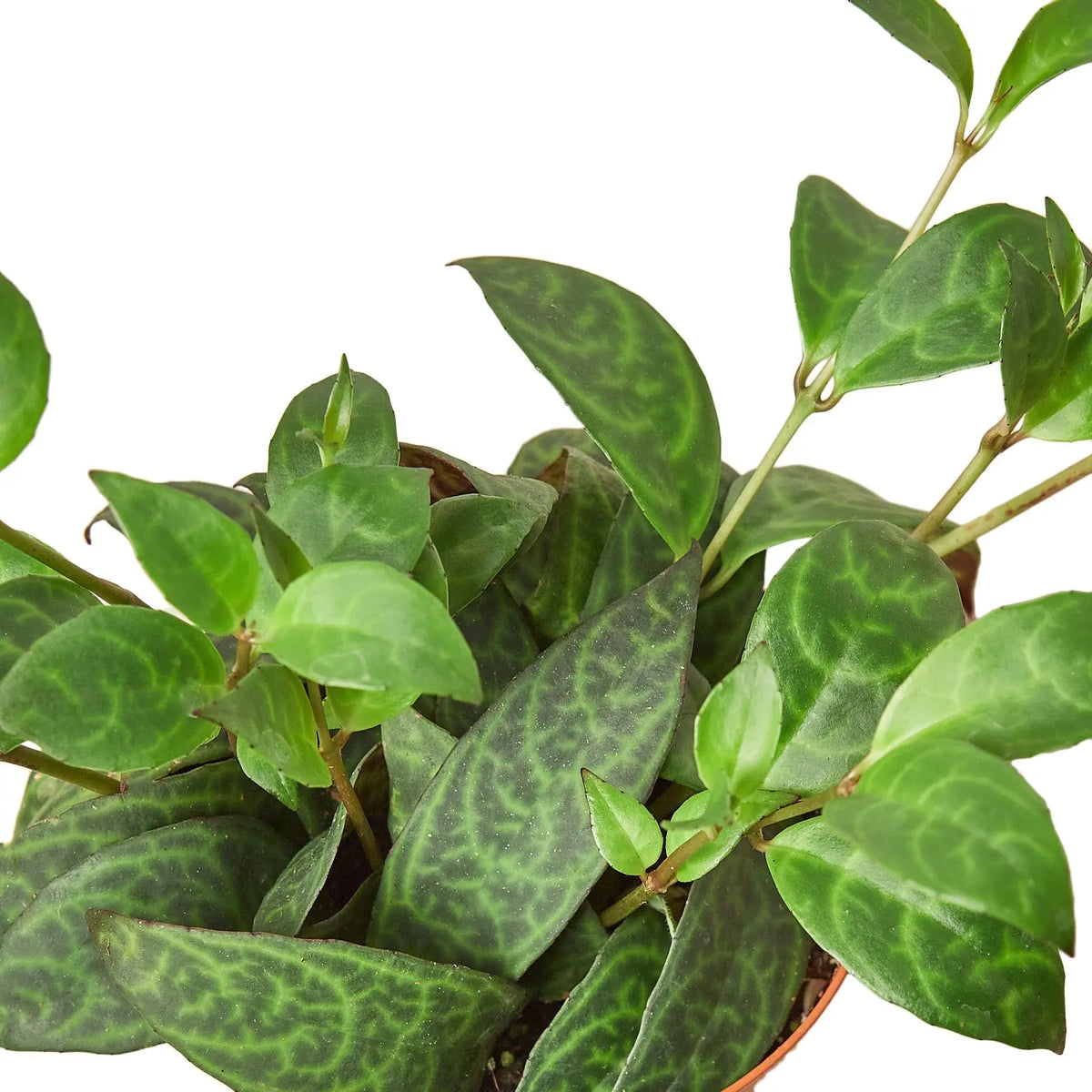 Lipstick Black Pagoda - Hive Plants -