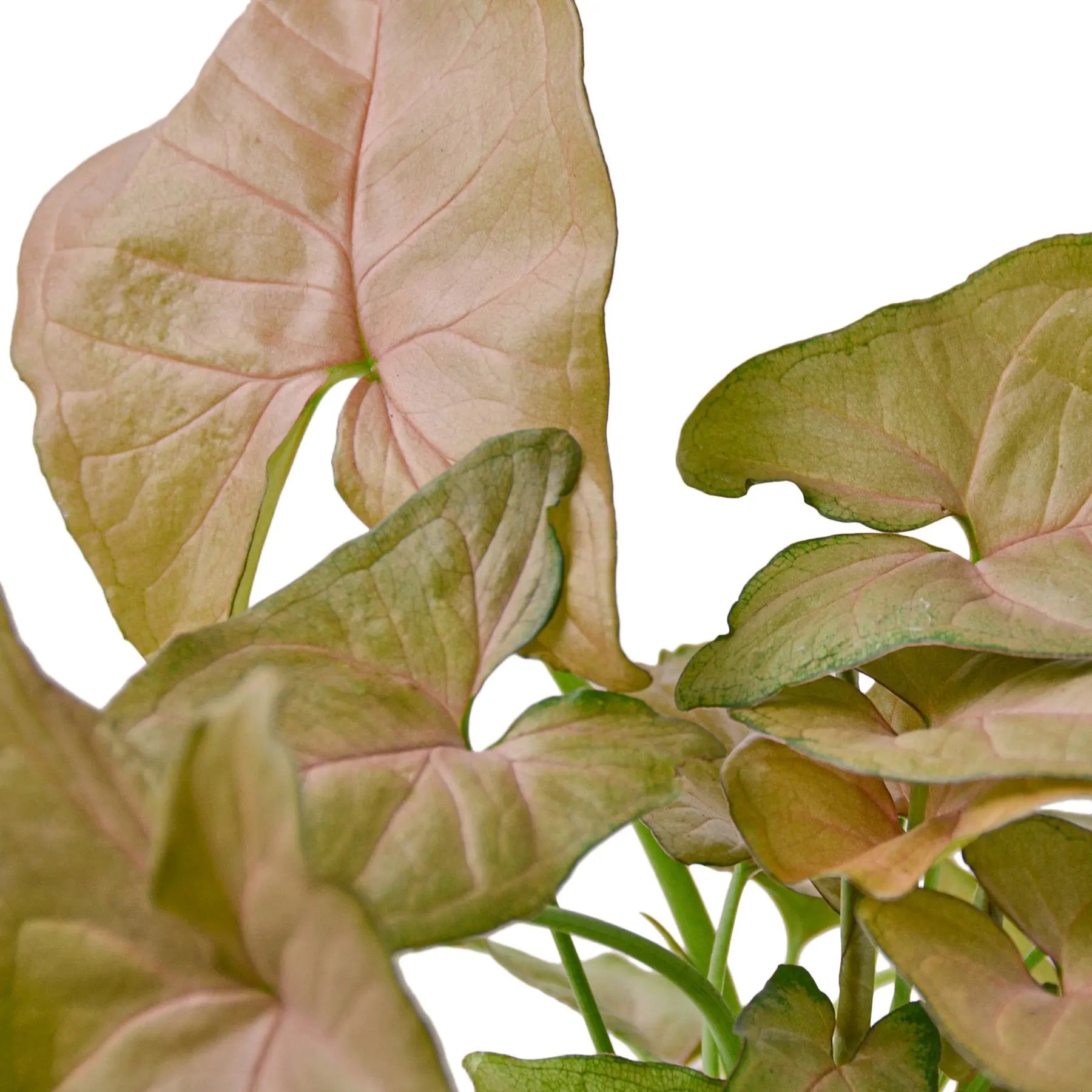 Syngonium Strawberry - Hive Plants -