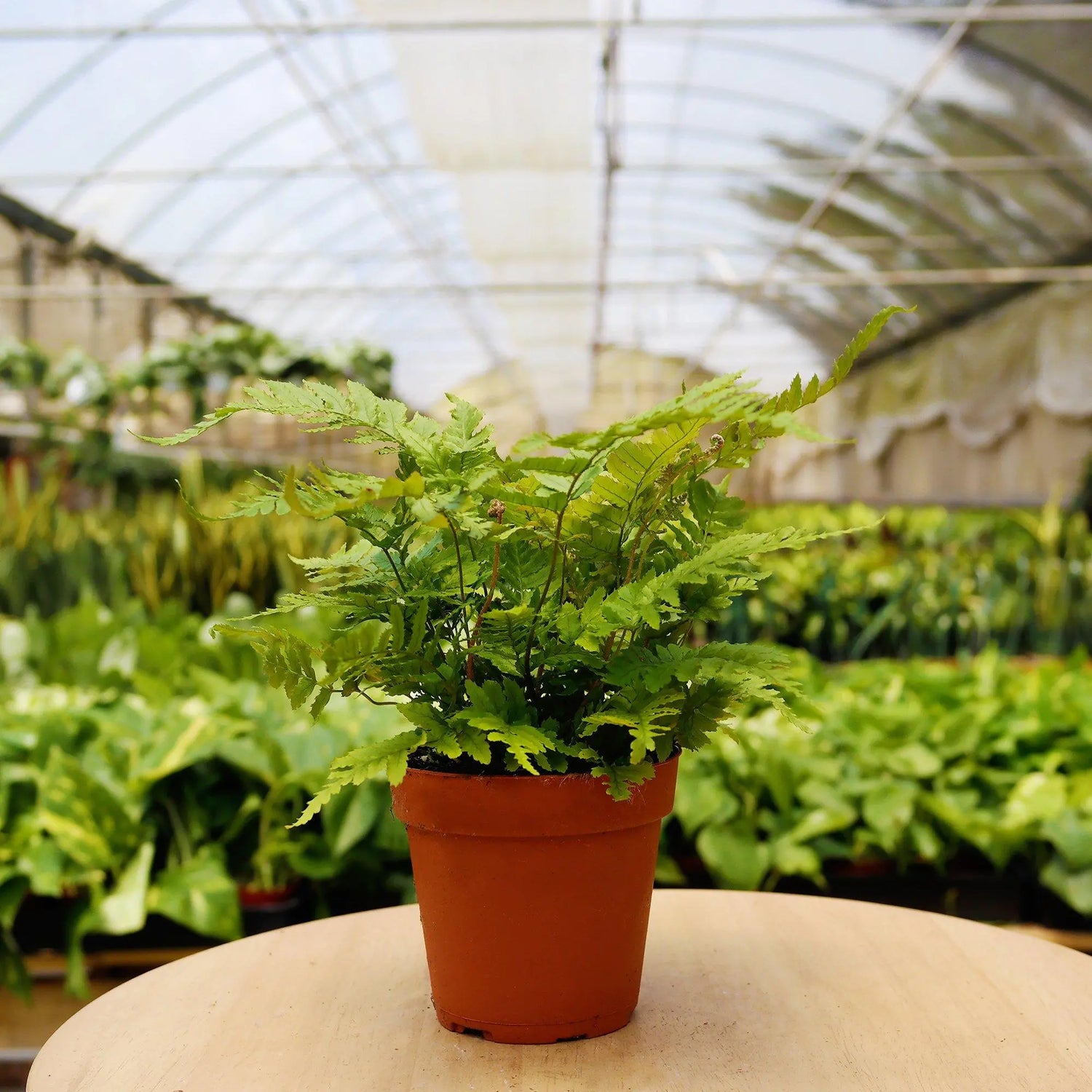 Mystery Plant Subscription Box - Hive Plants -