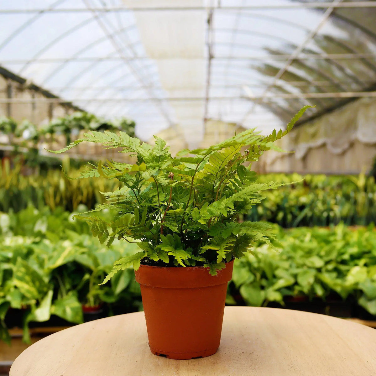 Mystery Plant Subscription Box - Hive Plants -