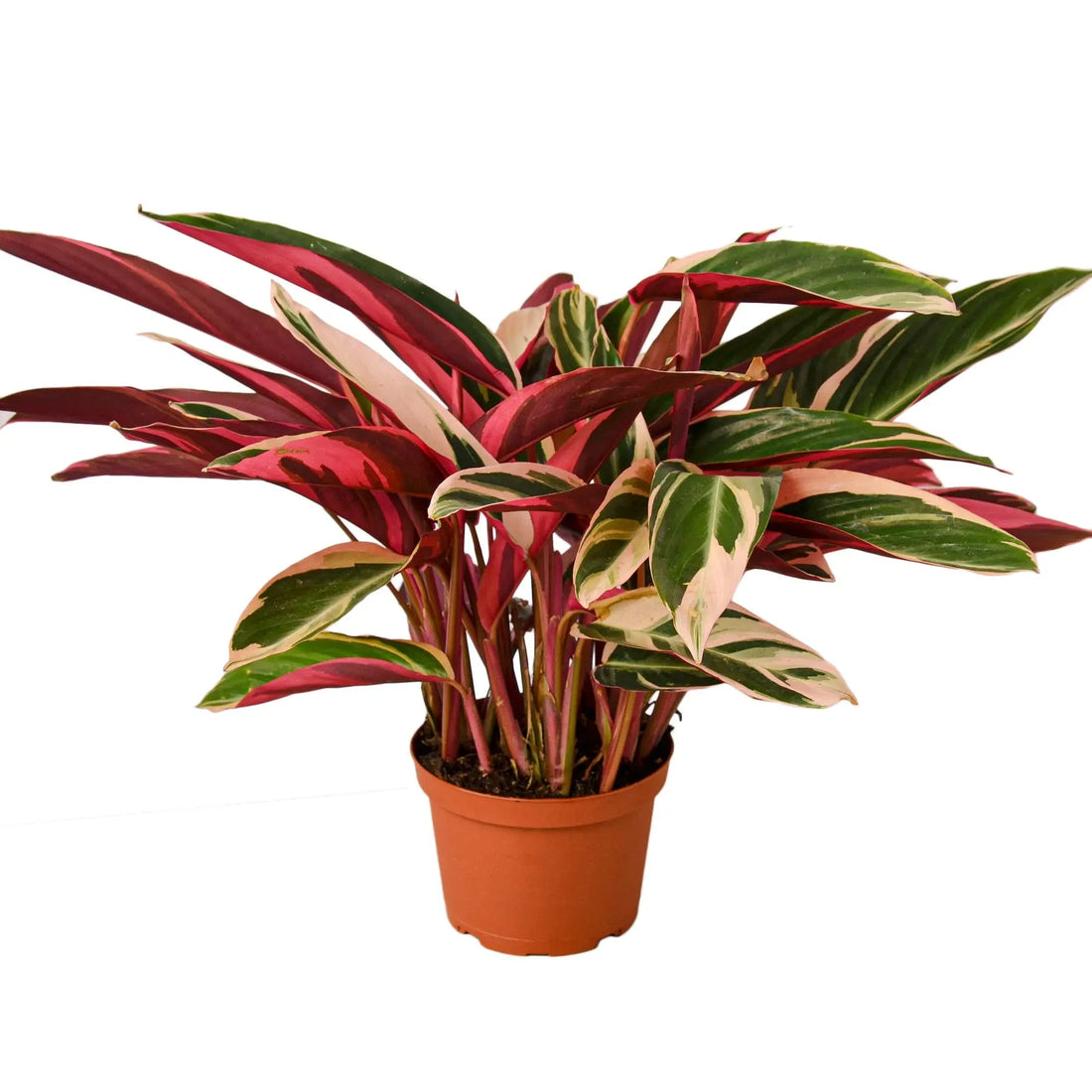 Stromanthe Triostar - Hive Plants -