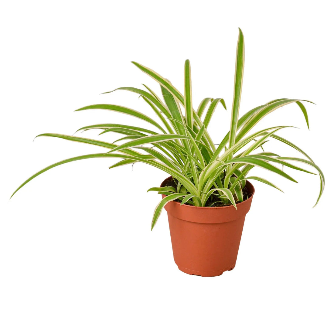 Spider Plant &