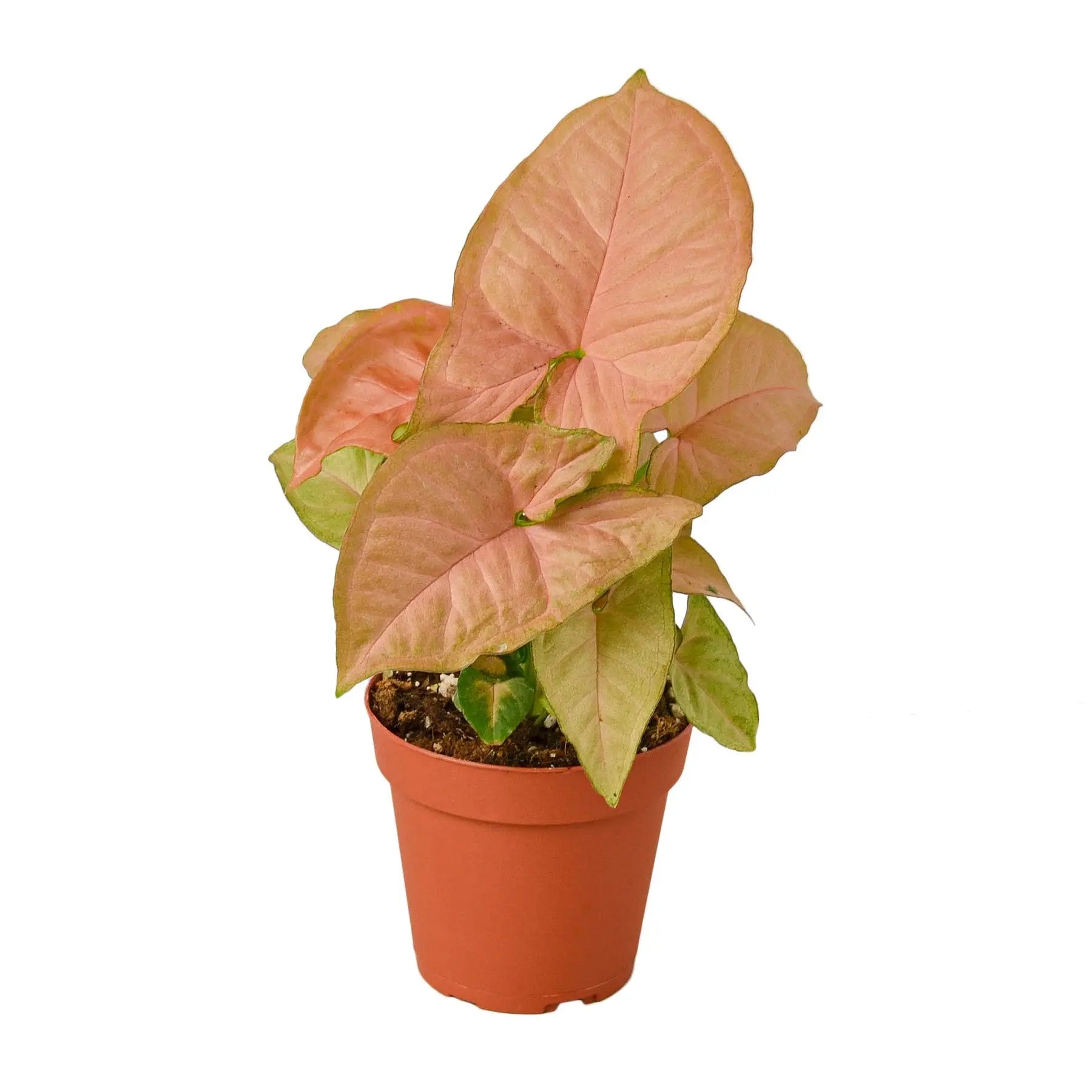 Syngonium Strawberry - Hive Plants -