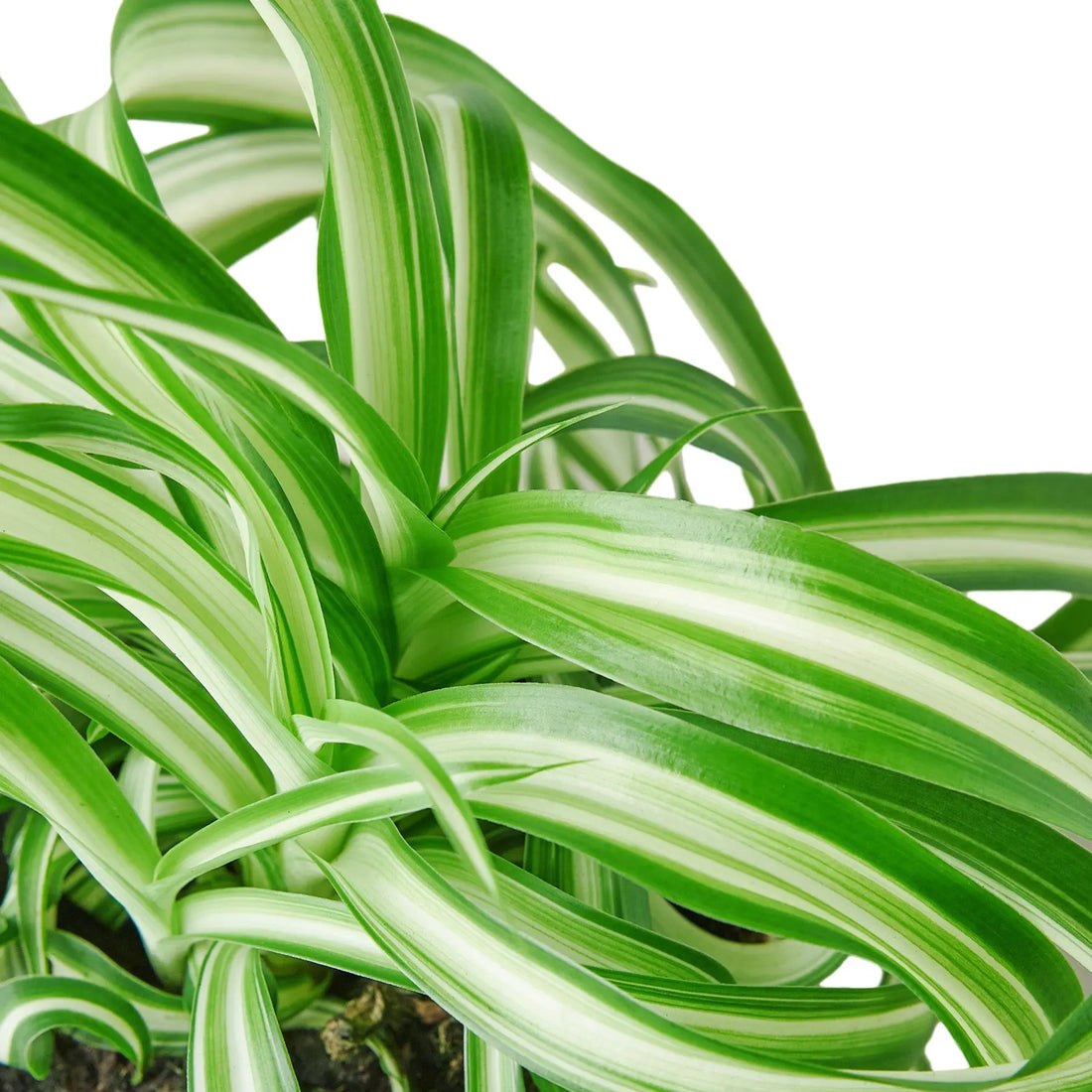 Spider Plant &