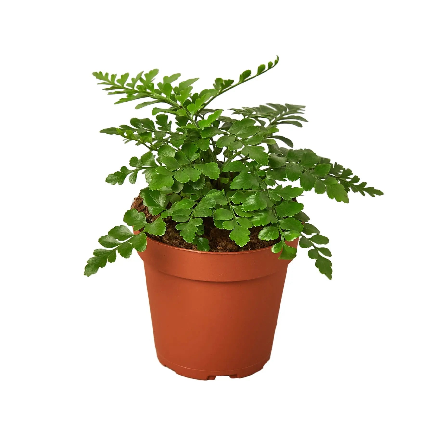 Austral Gem Fern - Hive Plants -