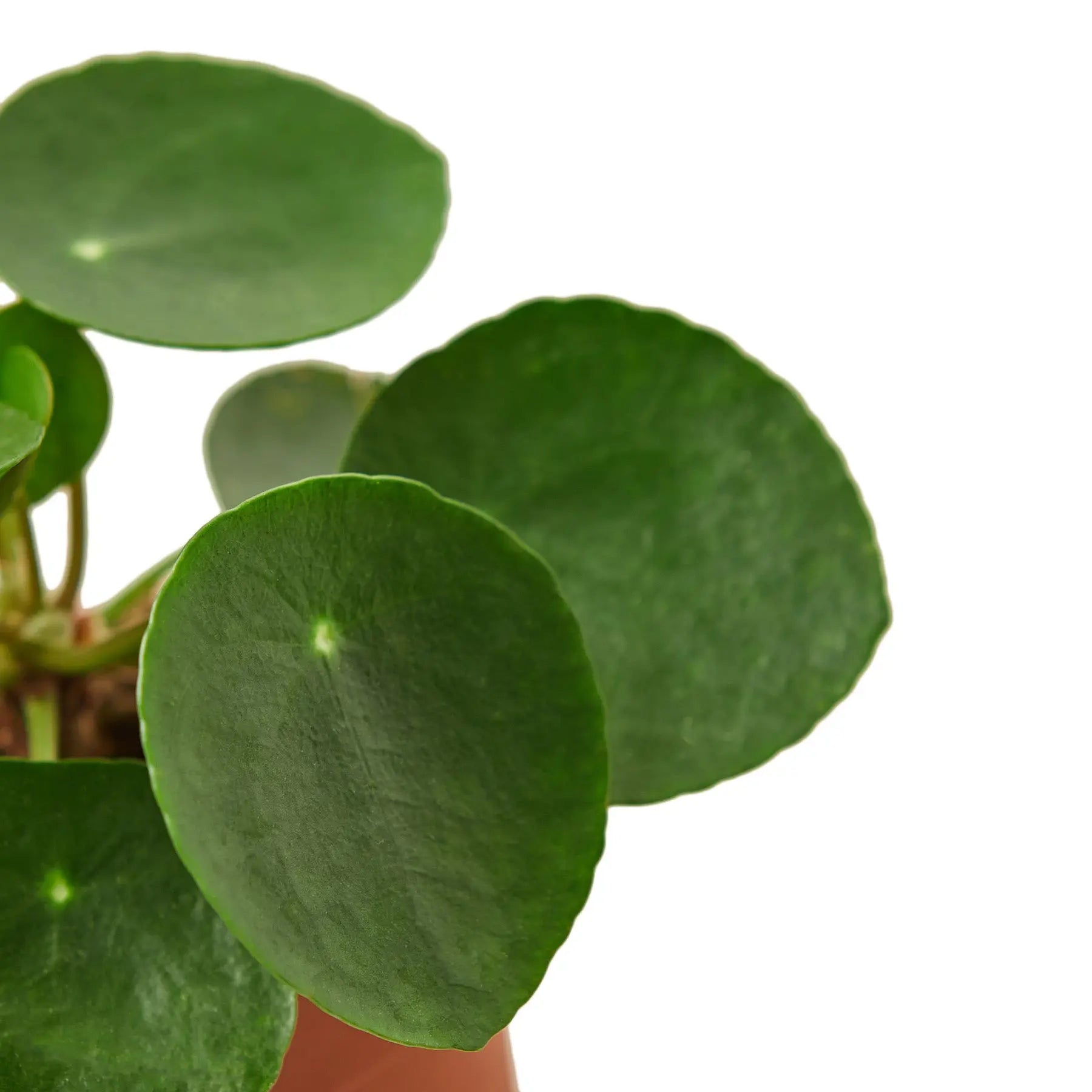 Pilea Peperomioides &