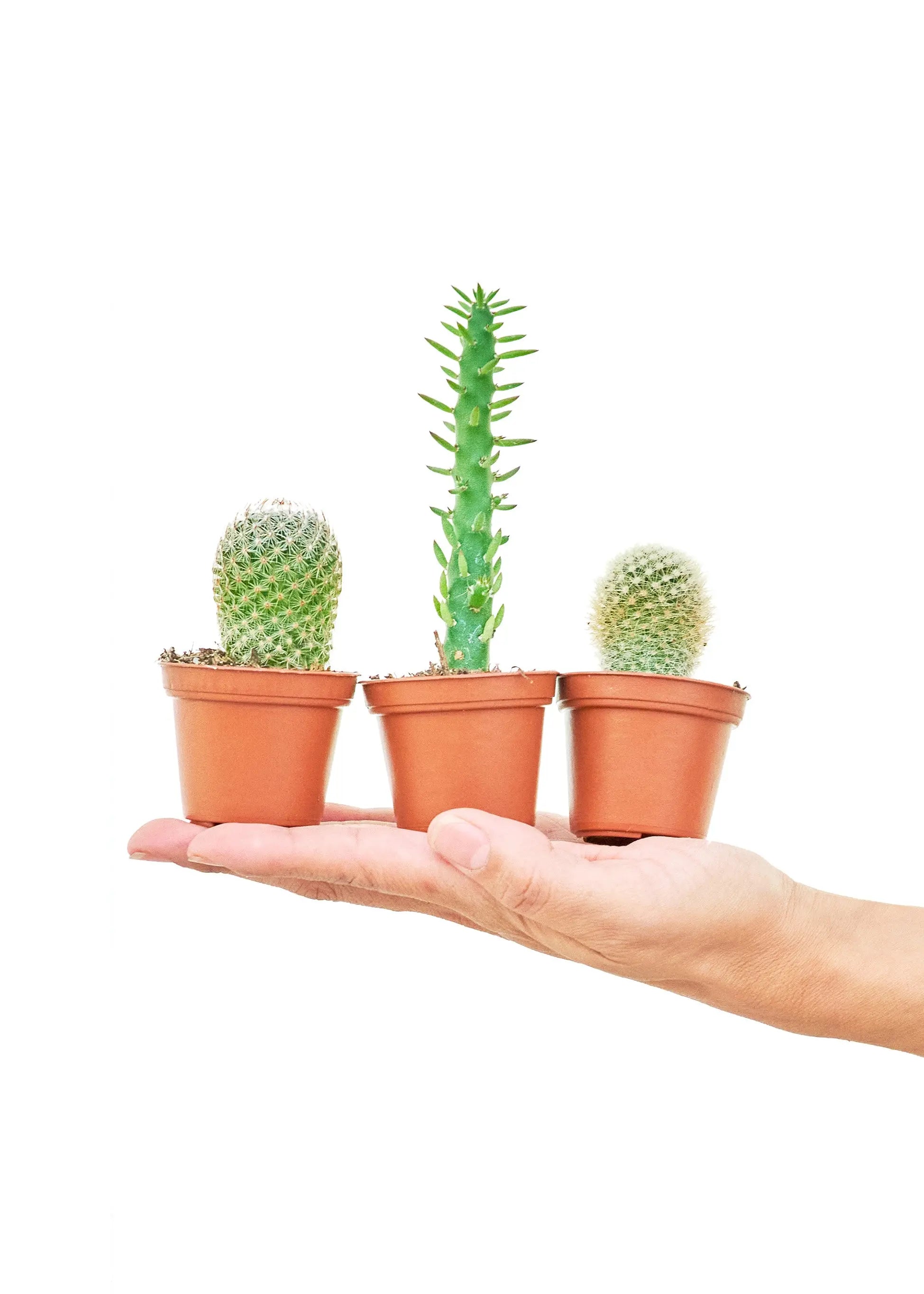 Baby Cactus Box, Extra Small - Hive Plants -