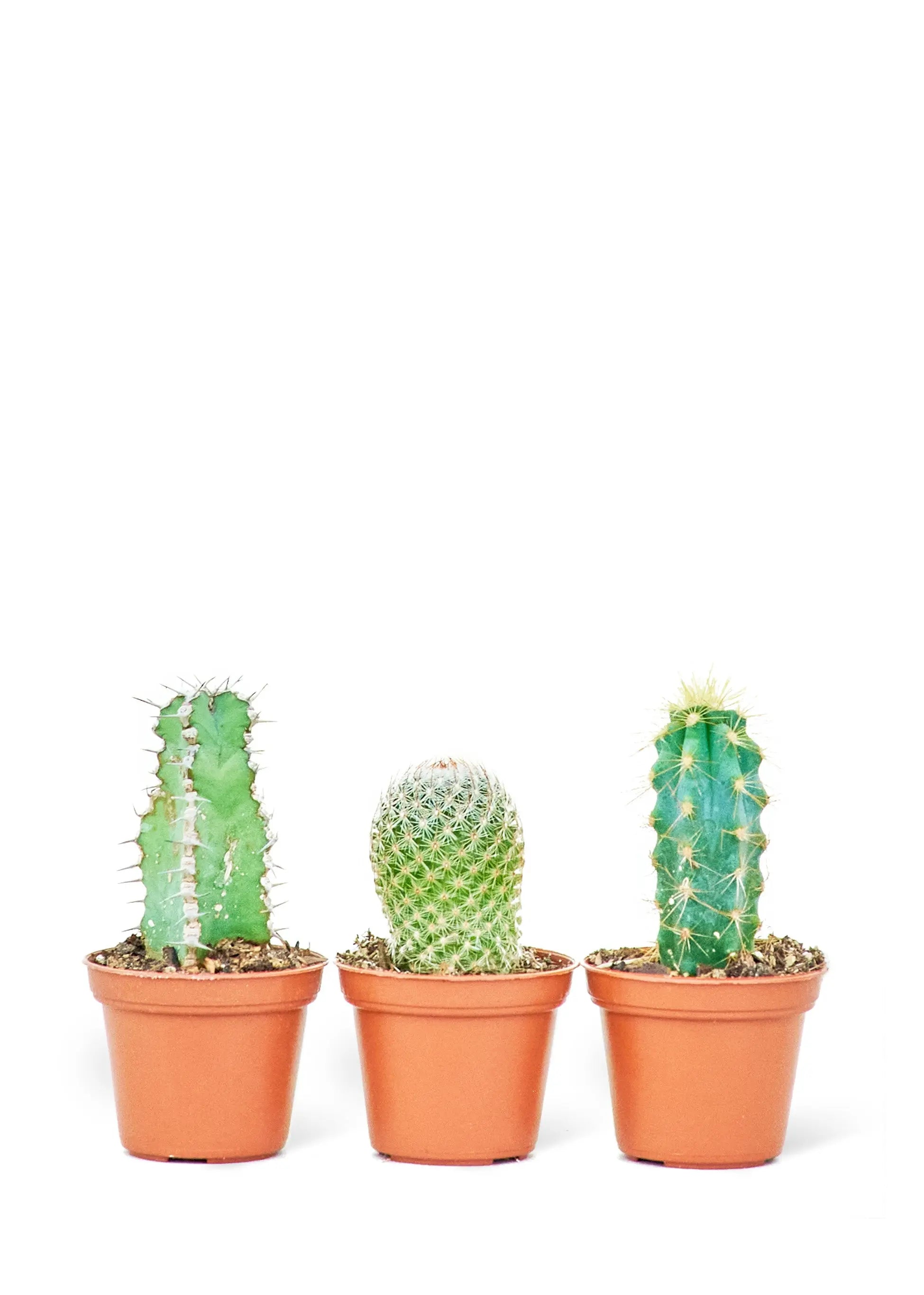 Baby Cactus Box, Extra Small - Hive Plants -