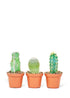 Baby Cactus Box, Extra Small - Hive Plants -