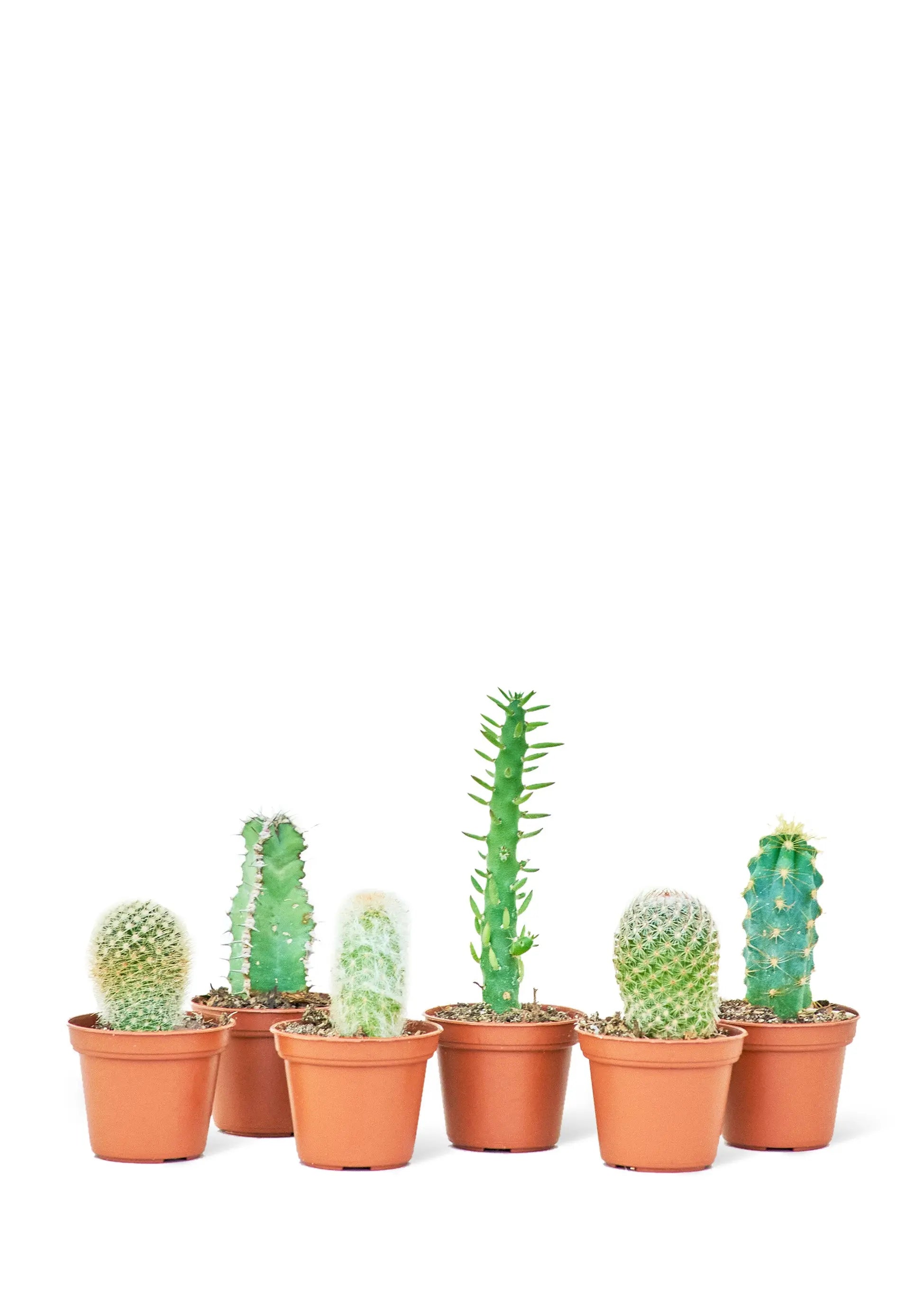 Baby Cactus Box, Extra Small - Hive Plants -