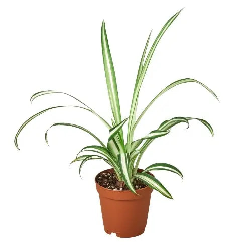 Spider Plant &