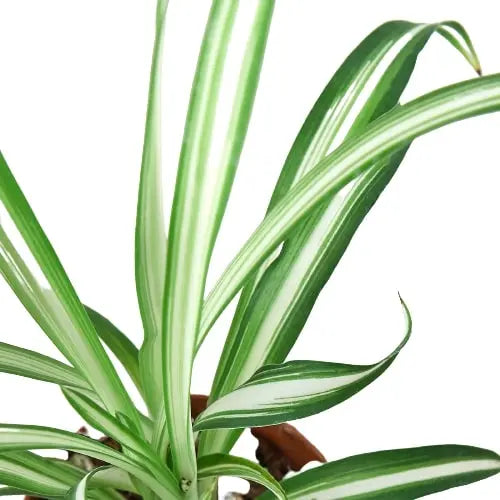 Spider Plant &