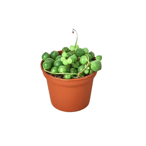 Succulent &