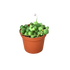 Succulent &