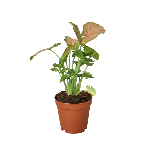 Syngonium Strawberry - Hive Plants -