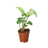 Syngonium White Butterfly - Hive Plants -