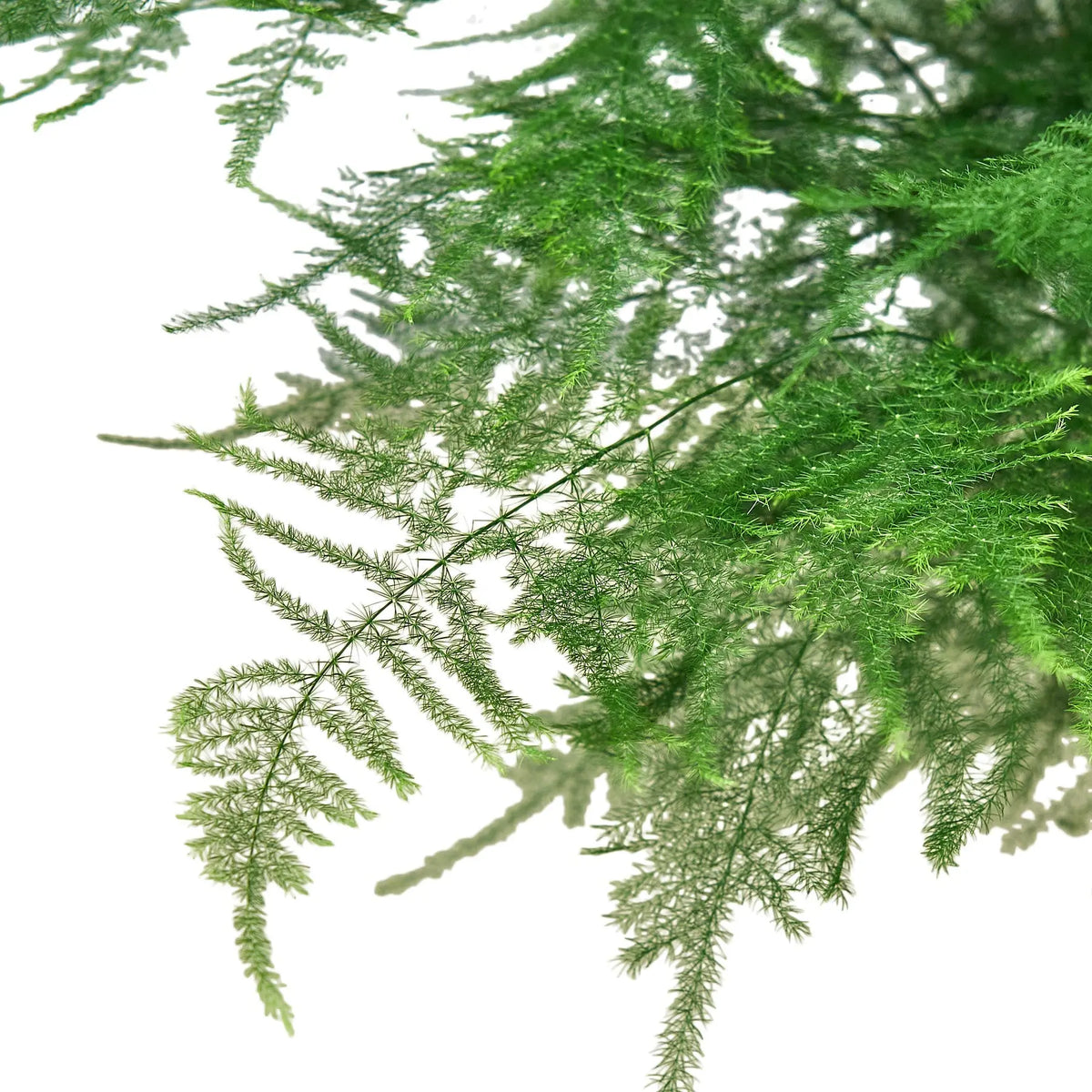 Fern &