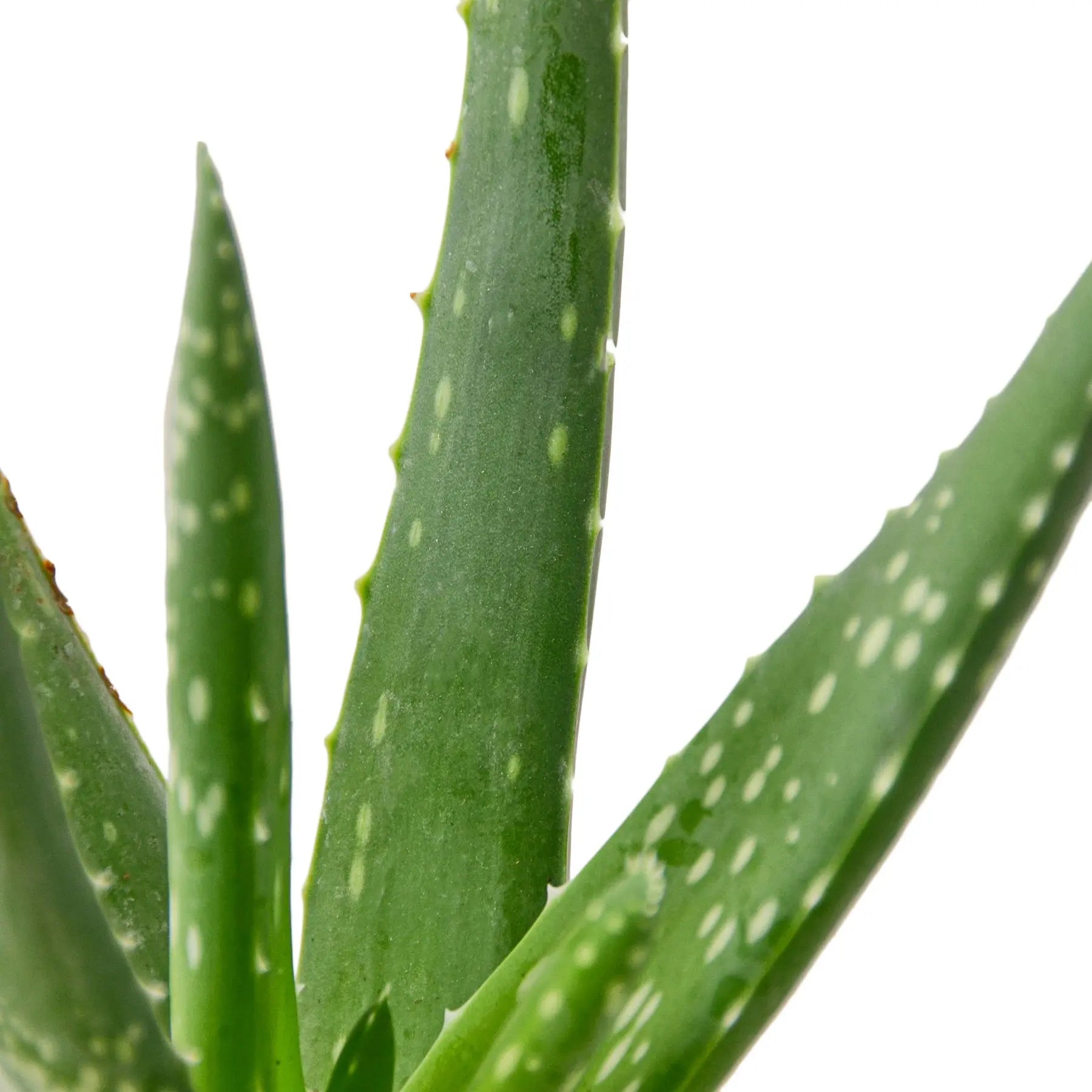 Aloe Vera - Hive Plants -