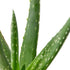 Aloe Vera - Hive Plants -
