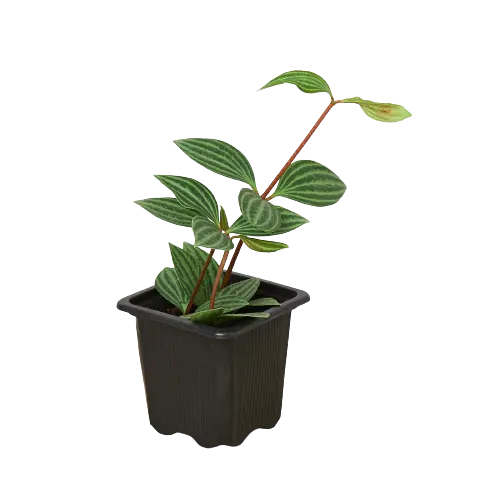 Peperomia &